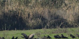 FOTOT/ Vrojtimi i shkabës (Gyps fulvus) në peizazhin e mbrojtur lumi Buna-Velipojë