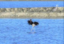FOTOT/ Mrekullia në Vlorë, vjen një vizitor shumë i veçantë