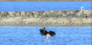 FOTOT/ Mrekullia në Vlorë, vjen një vizitor shumë i veçantë