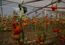 FOTOT/ Njihuni me dy vëllezërit që kanë serat më të mëdha të perimeve në veri