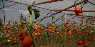 FOTOT/ Njihuni me dy vëllezërit që kanë serat më të mëdha të perimeve në veri