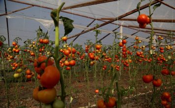 FOTOT/ Njihuni me dy vëllezërit që kanë serat më të mëdha të perimeve në veri