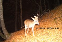 (FOTO) Macja e egër, kaprolli, derri i egër/ Kamerat kurth fotografojnë kafshët e egra në Luginën e Lumit të Gashit