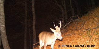 (FOTO) Macja e egër, kaprolli, derri i egër/ Kamerat kurth fotografojnë kafshët e egra në Luginën e Lumit të Gashit