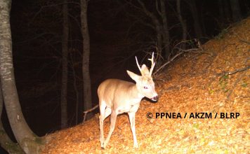 (FOTO) Macja e egër, kaprolli, derri i egër/ Kamerat kurth fotografojnë kafshët e egra në Luginën e Lumit të Gashit