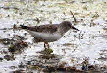 FOTOT/ Për herë të parë në Shqipëri, fotografohet një ‘mik’ i veçantë