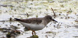 FOTOT/ Për herë të parë në Shqipëri, fotografohet një ‘mik’ i veçantë