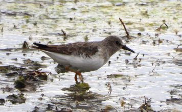 FOTOT/ Për herë të parë në Shqipëri, fotografohet një ‘mik’ i veçantë