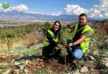 FOTO/ Në Ballkonin e Bunës deri më sot janë mbjellë 10.472 pisha