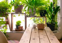 Këto bimë, bashkë me humorin, përmirësojnë edhe shëndetin!