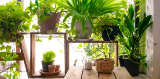 Këto bimë, bashkë me humorin, përmirësojnë edhe shëndetin!