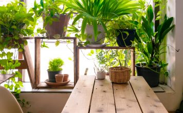 Këto bimë, bashkë me humorin, përmirësojnë edhe shëndetin!