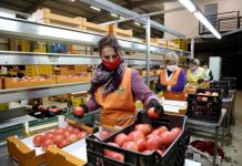 Shqipëria eksporton produkte bujqësore në 22 vende, rekord këtë 9 mujor