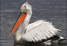 VIDEO/ Pelikani kaçurrel, gjen oazin e qetësisë në Divjakq