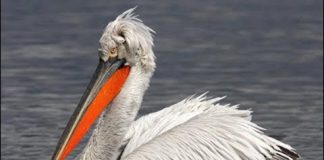 VIDEO/ Pelikani kaçurrel, gjen oazin e qetësisë në Divjakq