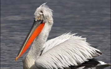 VIDEO/ Pelikani kaçurrel, gjen oazin e qetësisë në Divjakq