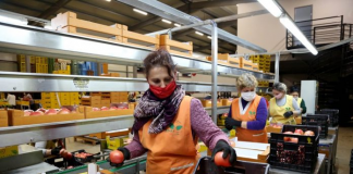 Lushnja dhe Fieri, eksporte bujqësore në 19 shtete të BE-së gjatë tetorit