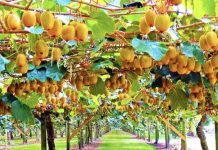 Për herë të parë kivi i prodhuar në Shqipëri shitet në tregjet e huaja