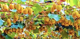 Për herë të parë kivi i prodhuar në Shqipëri shitet në tregjet e huaja