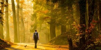 Mjaftojnë 20 minuta ecje në natyre, ja efektet e jashtëzakonshme në trurin e njeriut