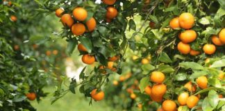 Pse duhet të hani mandarina çdo ditë këtë sezon