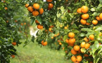 Mandarinat e Sarandës kalojnë kufijtë, Shqipëria e teta në Evropë për prodhimin e agrumeve