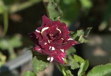 VIDEO/ Kopështi me lulet më të veçanta në botë gjendet në Fushë Krujë. Njihuni me Dritanin