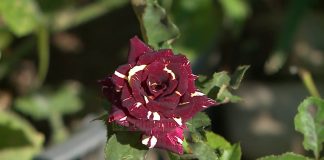 VIDEO/ Kopështi me lulet më të veçanta në botë gjendet në Fushë Krujë. Njihuni me Dritanin