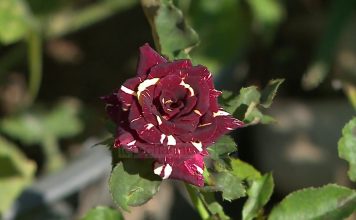 VIDEO/ Kopështi me lulet më të veçanta në botë gjendet në Fushë Krujë. Njihuni me Dritanin