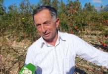 Agronomi nga Dukati që prodhon verën e shegës, idenë ia dha një izraelit