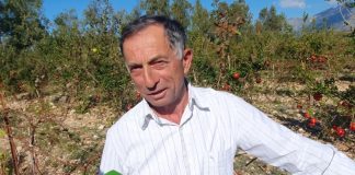 Agronomi nga Dukati që prodhon verën e shegës, idenë ia dha një izraelit