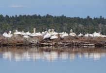 VIDEO/ Rekord i ri i prezencës së pelikanit kaçurrel në Vjosë-Nartë