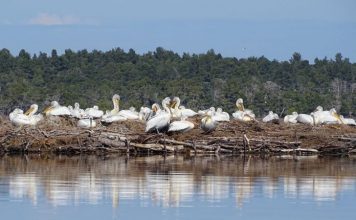 VIDEO/ Rekord i ri i prezencës së pelikanit kaçurrel në Vjosë-Nartë