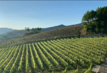 Shifrat/ Si është rritur prodhimi dhe eksporti i rrushit dhe verës në Shqipëri