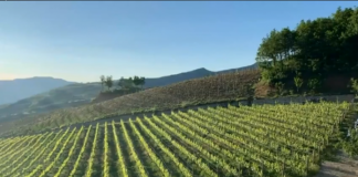 Shifrat/ Si është rritur prodhimi dhe eksporti i rrushit dhe verës në Shqipëri