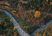 Punësohen 400 veterinerë, matrikullimi dhe vaksinimi i blegtorisë bëhet falas për të gjitha fermat