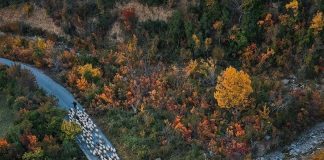 Punësohen 400 veterinerë, matrikullimi dhe vaksinimi i blegtorisë bëhet falas për të gjitha fermat