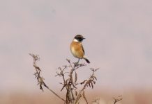 FOTO/ Njihuni me Valmirin, mësuesi që ka fotografuar 100 lloje shpendësh në zonën e tij