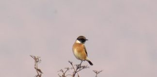 FOTO/ Njihuni me Valmirin, mësuesi që ka fotografuar 100 lloje shpendësh në zonën e tij