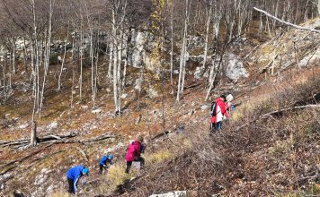 FOTO/ Aksion për pyllëzimin e malit të Dajtit, hidhet 50 kg farë ahu