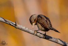 FOTO/ Qafëdredhësi, një mik i veçantë në Shqipëri