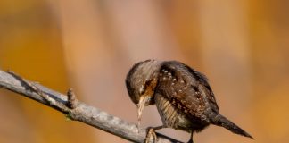 FOTO/ Qafëdredhësi, një mik i veçantë në Shqipëri