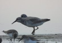 FOTOT/ Gjelëza e madhe, një tjetër mik i veçantë gjen strehë në Shqipëri