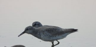 FOTOT/ Gjelëza e madhe, një tjetër mik i veçantë gjen strehë në Shqipëri