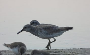 FOTOT/ Gjelëza e madhe, një tjetër mik i veçantë gjen strehë në Shqipëri