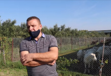 Profil/ Alfredi, fermeri që e nisi nga zero dhe ngriti fermën me 180 krerë dhi
