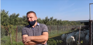 Profil/ Alfredi, fermeri që e nisi nga zero dhe ngriti fermën me 180 krerë dhi