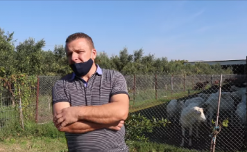Profil/ Alfredi, fermeri që e nisi nga zero dhe ngriti fermën me 180 krerë dhi