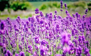 Bimë mjekësore shqiptare, ndër më të kërkuarat në botë, rekord eksportesh në nëntor