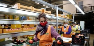 Perimet shqiptare super të kërkuara, 182 trajlerë u eksportuan në 10 shtete të BE-së në javën e dytë të dhjetorit